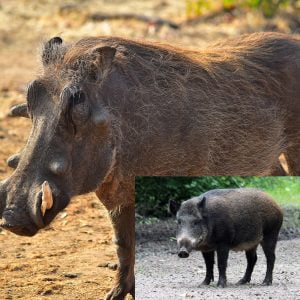 Warthog/Bushpig Carcass